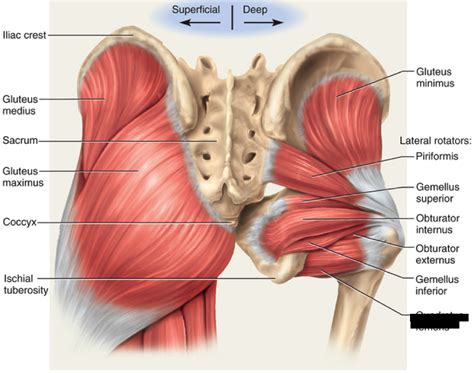 Print Lower Extremity Muscles flashcards | Easy Notecards | Greater ...