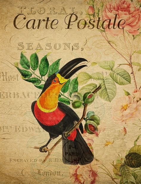 Toucan Vintage Floral Postcard Free Stock Photo - Public Domain Pictures