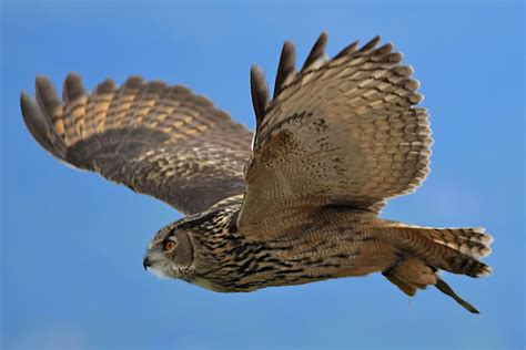 Great Horned Owl in flight - a photo on Flickriver