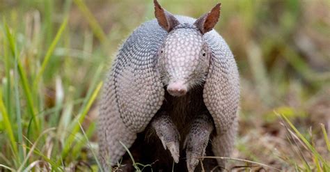 10 Incredible Armadillo Facts - AZ Animals