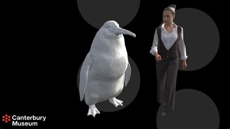 Giant penguin fossil found in New Zealand - CNA