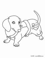 16 Best Dachshund Coloring Pages Images On Pinterest  Dachshund Dog sketch template
