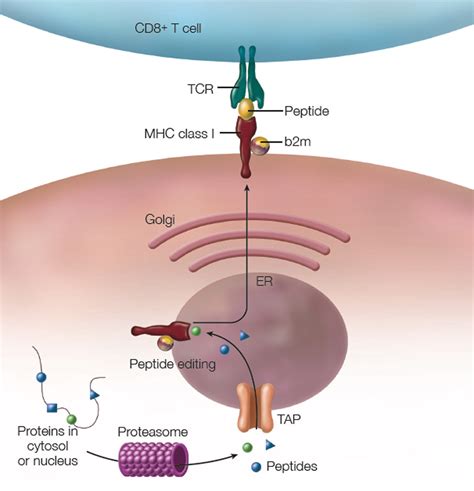 How HLA-B27 Research Landmarks, Advances Relate to Ankylosing Spondylitis Pathogenesis - Page 8 ...