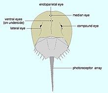 Horseshoe crab - Wikipedia