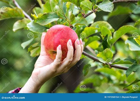 Hand Picking Ripe Red Apple from Tree Stock Photo - Image of ...