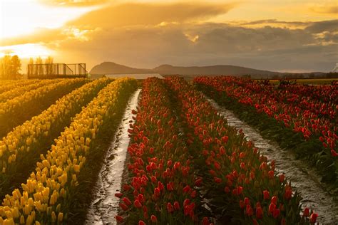 Washington's Tulip Town Closes To Annual Festival-Goers | Here & Now