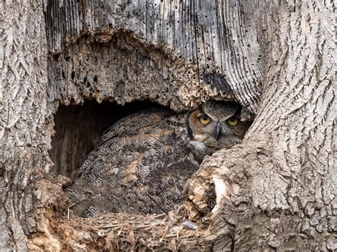 Great Horned Owl Nesting (All You Need To Know) | Birdfact