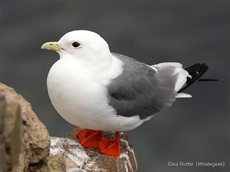 Red-legged kittiwake Facts | Description | Range - Bird Baron