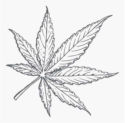 Pot Leaf Drawings