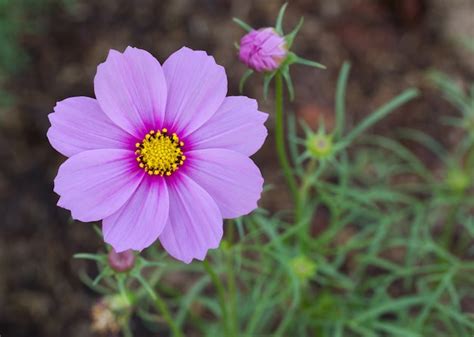 Free Photo | Blue cosmos flowers