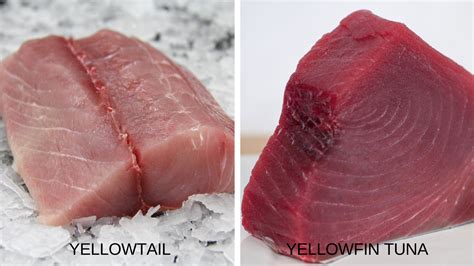 Yellowtail vs Yellowfin Tuna - Catalina Offshore - Online Fish Market