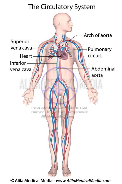 Human Circulatory System Diagram Labeled Basic