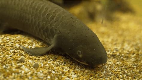 Australian Lungfish - Back from the Brink