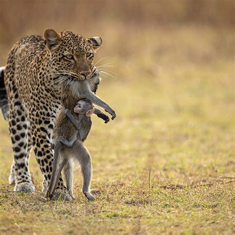 The mother monkey is being attacked by the leopard, and her baby ...