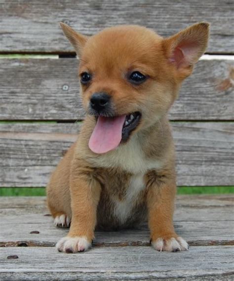 shiba inu chihuahua hybrid cross breed puppy dog | Puppies, Cute dogs ...