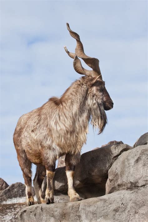 A Goat with Big Horns Mountain Goat Marchur Stands Alone on a Rock ...