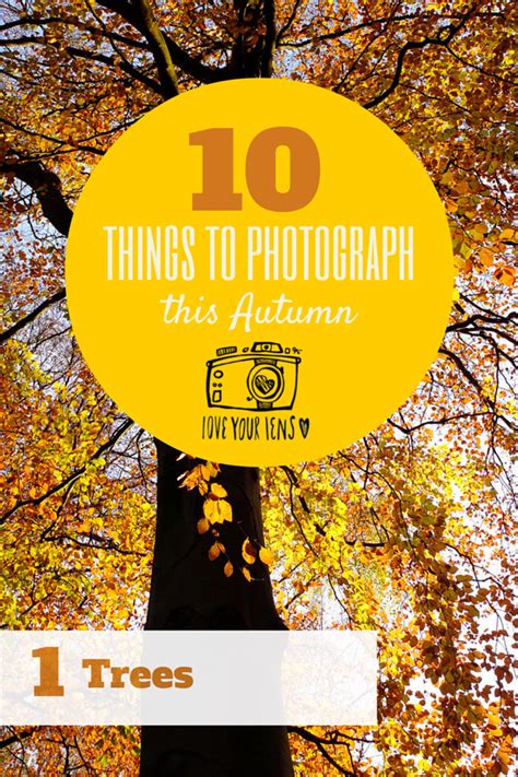 How to photograph trees in Autumn