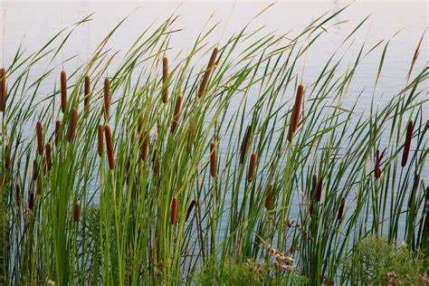 are cattails endangered