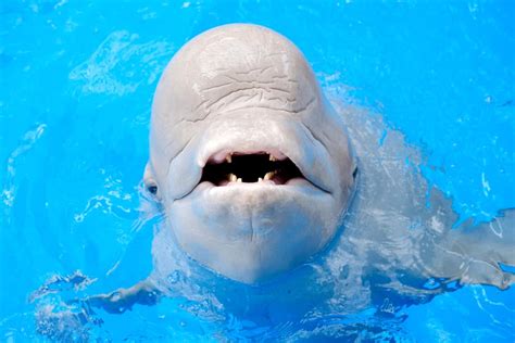 Four Reasons Why You Should Never Visit SeaWorld! - The Crazy Tourist