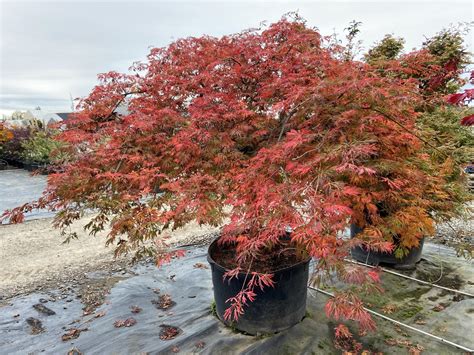 Japanese Laceleaf and Weeping Maples: Conifer Kingdom