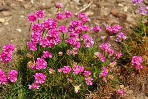 10 Plants for Dry Areas - Best Landscape Ideas