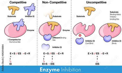 Types of Enzyme inhibition: Competitive, uncompetitive and non ...