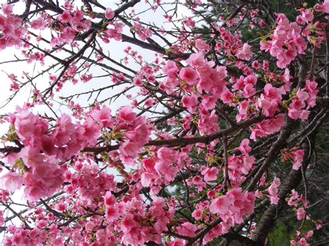 Cherry blossom. Okinawa, Japan