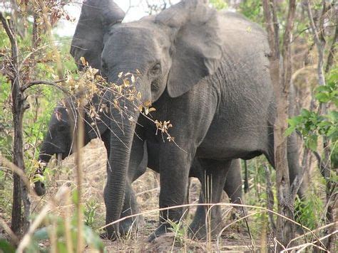 Wild life in Benin | Benin | Wildlife, National parks, Park