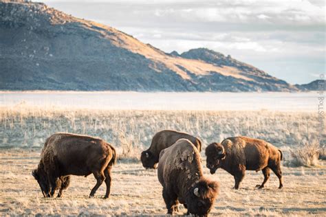 Wildlife photography, Antelope island, Wildlife