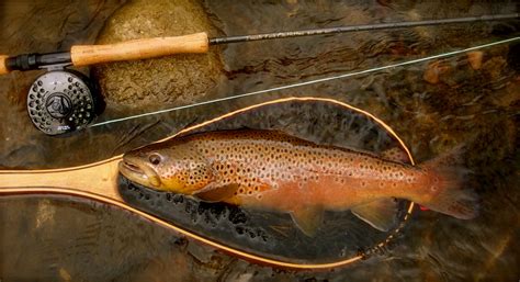 Brown Trout Wallpaper - WallpaperSafari