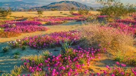 Spring wildflowers in Anza-Borrego Desert State Park, California, USA | Windows Spotlight Images