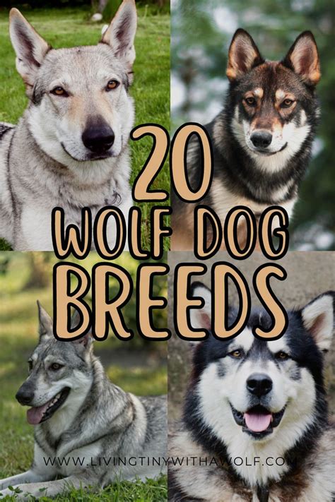 15 Stunning Wolf Dog Breeds (You Can Have As A Pet) | Living Tiny With A Wolf | Wolf dog breeds ...