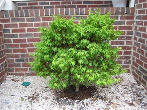 Sharp's Pygmy Japanese Maple A dwarf Japanese Maple with a compact, mounding habit. Green ...