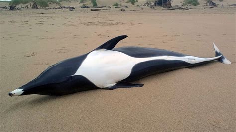 Rare whale dolphin mysteriously washes ashore | Fox News