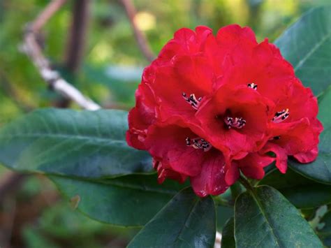 Rhododendrons | UBC Botanical Garden