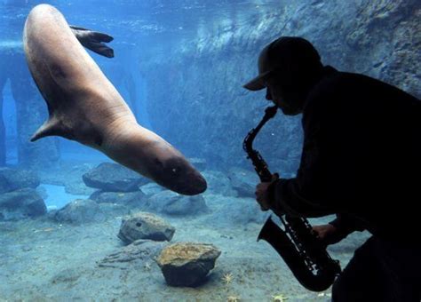 Participant Media on Twitter: "Seems like somebody's got this seal singin' the underwater blues ...