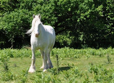 Shire Draft Horse | Draft horses, White horses, Shire horse