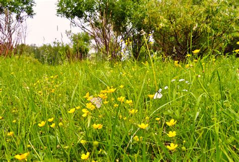 Butterflies In The Grass Free Stock Photo - Public Domain Pictures