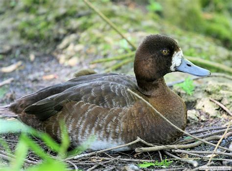 Identify Lesser Scaup - Wildfowl Photography.