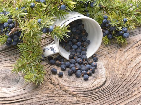 Juniper Berries For Health? | Nutrition | Andrew Weil, M.D.