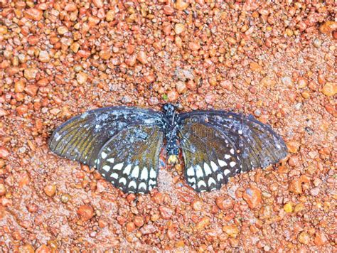 Dead butterfly on the sand stock photo. Image of close - 36449958