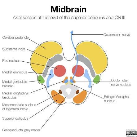 Midbrain Anatomy