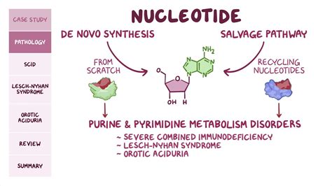 Purine and pyrimidine synthesis and metabolism disorders: Pathology ...