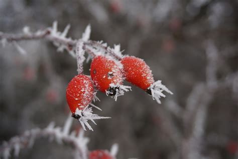 Winter Rose Protection in Kearney – R&S Landscape