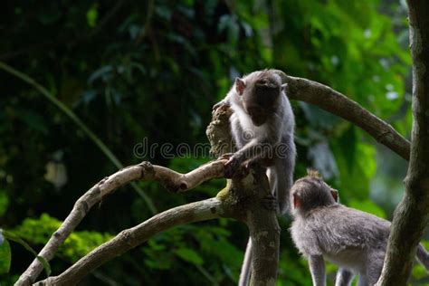 Two Baby Monkeys Climbing the Green Tree in the Jungle Stock Image ...