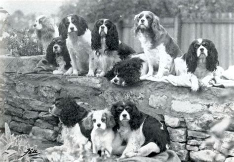 Cavalier King Charles Spaniel History: How the Breed Began