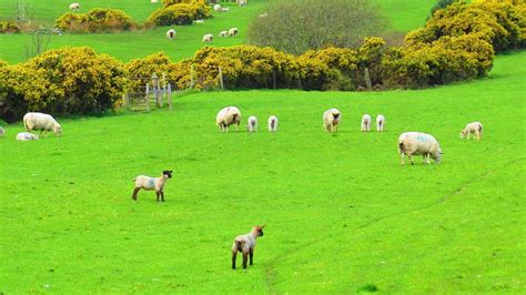 Green Nature Ireland Landscape Sheep-20 Inch By 30 Inch Laminated ...