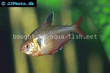 Serpae Tetra (Hyphessobrycon serpae) - Care, Feeding, Breeding, and ...