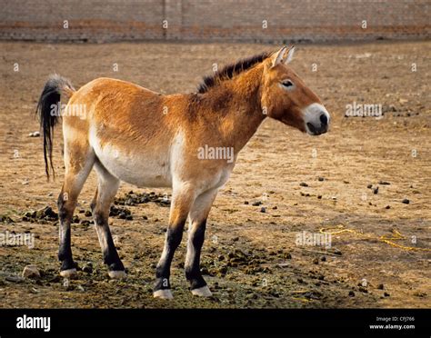 Przewalski's horse, desert wild horse that is "living fossil" at Xinjiang Wild Horse Breeding ...