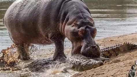 Crocodile vs Hippo , Hippo Attack Crocodile Fight to Death - YouTube